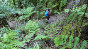 Minyon Falls Walking Track