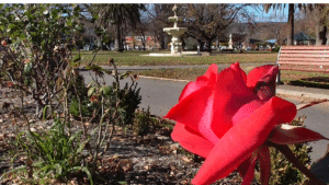 Bellmore Park in Goulburn