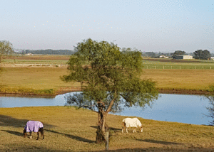 Floodplain of the Hunter River at Maitland NSW