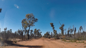 Pilliga Forest