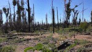 Pilliga Forest