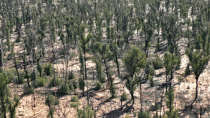 Pilliga Forest